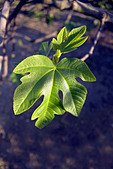 Fig leaf